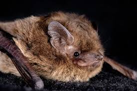 Attēlu rezultāti vaicājumam “Pipistrellus nathusii”