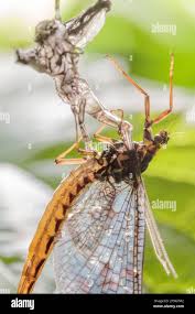 Attēlu rezultāti vaicājumam “Ephemera sp.”