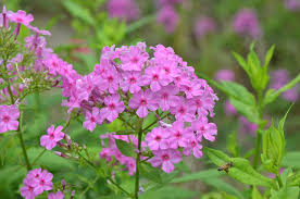 Attēlu rezultāti vaicājumam “Phlox paniculata”