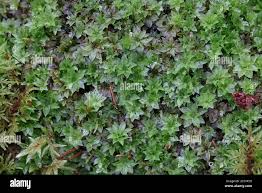 Attēlu rezultāti vaicājumam “Rhodobryum roseum”