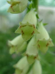 Image result for Digitalis lutea