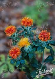 Image result for Carthamus tinctorius