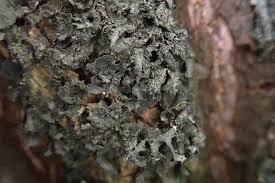 Attēlu rezultāti vaicājumam “Collema flaccidum”