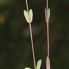 Attēlu rezultāti vaicājumam “Linum catharticum fruit”