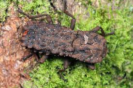 Attēlu rezultāti vaicājumam “Zopheridae”