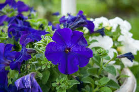Image result for Petunia hybrida