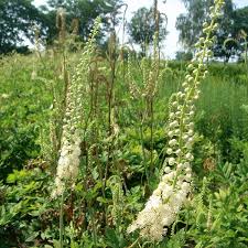 Image result for Silberkerze