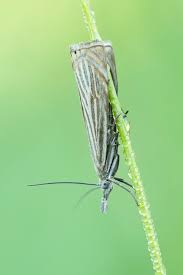 Attēlu rezultāti vaicājumam “Chrysoteuchia culmella”