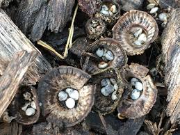 Attēlu rezultāti vaicājumam “Cyathus striatus”