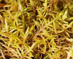 Attēlu rezultāti vaicājumam “Pleurozium schreberi”