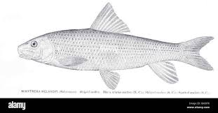 Image result for Minytrema melanops