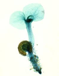 Attēlu rezultāti vaicājumam “Seligeria donniana sporophyte”