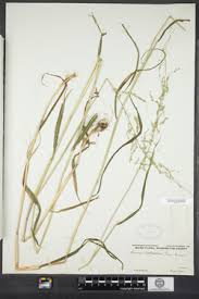 Attēlu rezultāti vaicājumam “Cinna latifolia”