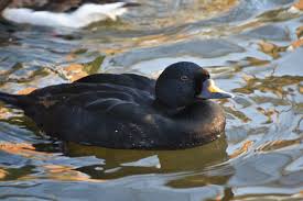 Attēlu rezultāti vaicājumam “Melanitta nigra male”