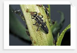 Attēlu rezultāti vaicājumam “Adalia bipunctata larva”