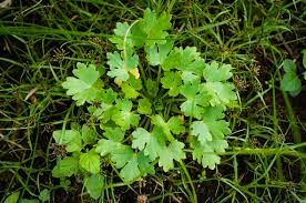 Attēlu rezultāti vaicājumam “Ranunculus sceleratus”