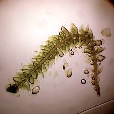 Attēlu rezultāti vaicājumam “Myurella julacea”