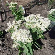 Attēlu rezultāti vaicājumam “Hylotelephium telephium flower”