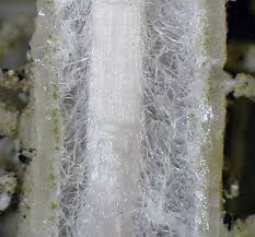 Attēlu rezultāti vaicājumam “Usnea hirta”