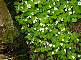Attēlu rezultāti vaicājumam “Oxalis acetosella flower”
