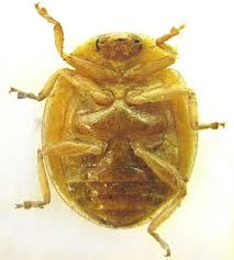 Attēlu rezultāti vaicājumam “Calvia decemguttata imago”