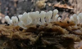 Attēlu rezultāti vaicājumam “Trichia varia young”