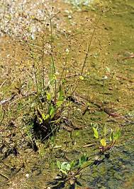 Attēlu rezultāti vaicājumam “Alisma gramineum leaf”