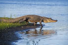 Image result for Alligator mississippiensis