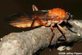 Attēlu rezultāti vaicājumam “Xylophagidae”