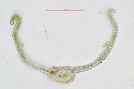 Attēlu rezultāti vaicājumam “Bryoerythrophyllum recurvirostrum sporophyte”