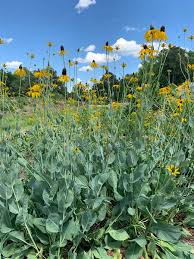 Image result for Rudbeckia