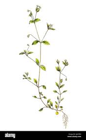 Attēlu rezultāti vaicājumam “Moehringia trinervia”