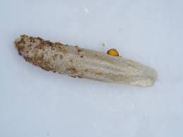 Attēlu rezultāti vaicājumam “Coleophora alticolella”