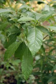Attēlu rezultāti vaicājumam “Chionanthus virginicus leaf”
