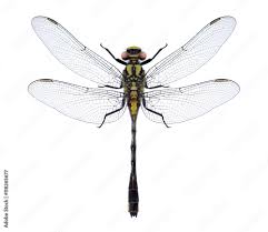 Attēlu rezultāti vaicājumam “Gomphus vulgatissimus”