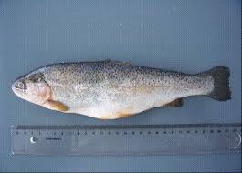 Image result for Oncorhynchus mykiss