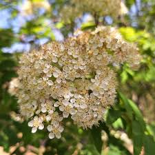 Attēlu rezultāti vaicājumam “Sorbus aucuparia flower”