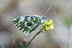 Attēlu rezultāti vaicājumam “Pontia edusa underside”