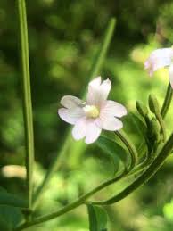 Attēlu rezultāti vaicājumam “Epilobium roseum flower”