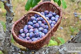 Attēlu rezultāti vaicājumam “Prunus domestica subsp. domestica”