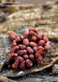 Attēlu rezultāti vaicājumam “Heterotrichia insignis (syn. Arcyria insignis) spores”