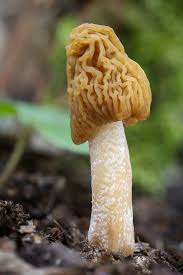 Attēlu rezultāti vaicājumam “Verpa bohemica”