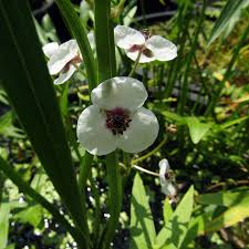 Attēlu rezultāti vaicājumam “Sagittaria sagittifolia flower”