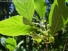 Attēlu rezultāti vaicājumam “Frangula alnus”