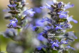 Attēlu rezultāti vaicājumam “Ajuga pyramidalis”