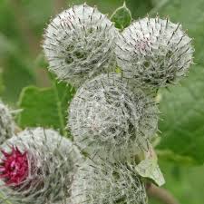 Attēlu rezultāti vaicājumam “Arctium tomentosum”