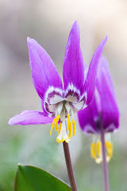 Attēlu rezultāti vaicājumam “Erythronium sibiricum flower”