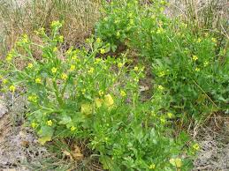 Attēlu rezultāti vaicājumam “Ranunculus sceleratus”