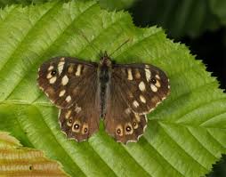 Attēlu rezultāti vaicājumam “Pararge aegeria upperside”