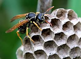 Attēlu rezultāti vaicājumam “Polistes nimpha”